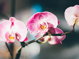 艳丽粉色的植物蝴蝶兰高清图片