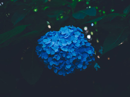梦幻的蓝色绣球花高清花卉图片