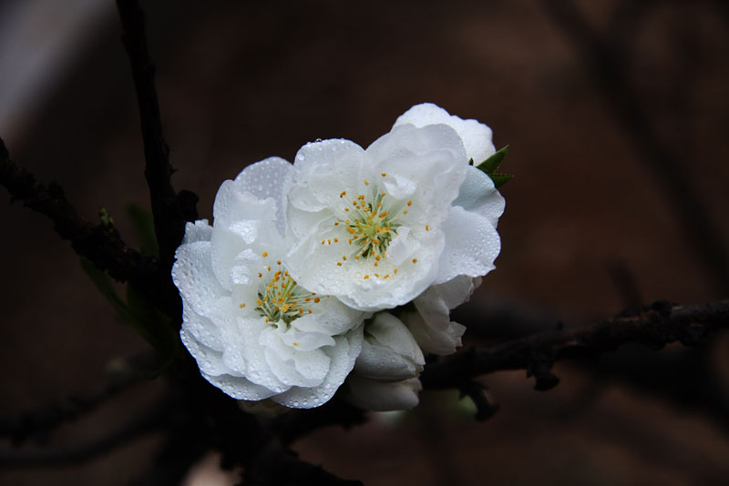 雨后的白色迎春花高清花卉图片
