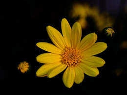 黄色的黄金菊高清花卉图片
