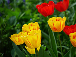 花园中各种颜色的郁金香花图片