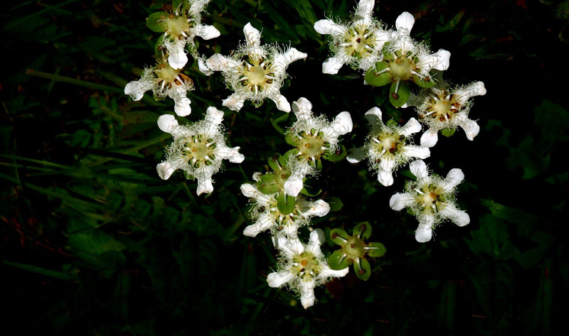 白色的梅花草高清花卉图片