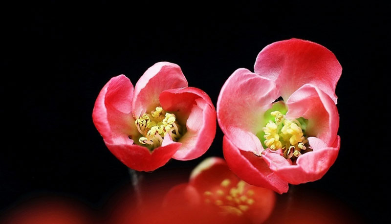 娇俏动人的海棠高清花卉图片
