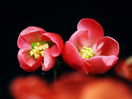 娇俏动人的海棠高清花卉图片