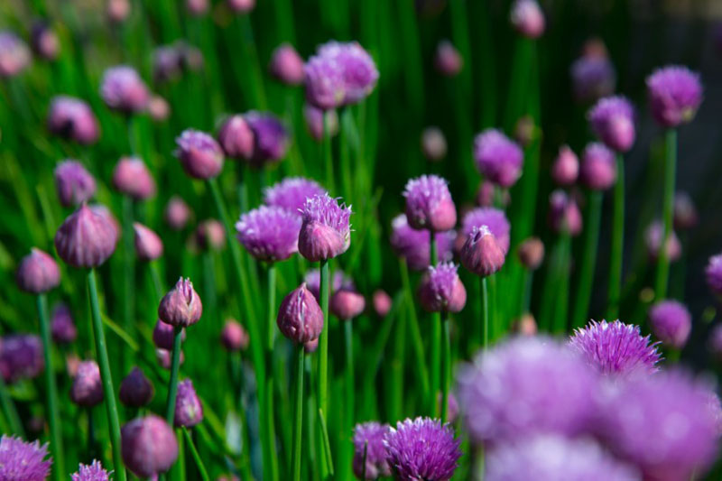 成丛的紫色藿香蓟高清花卉图片