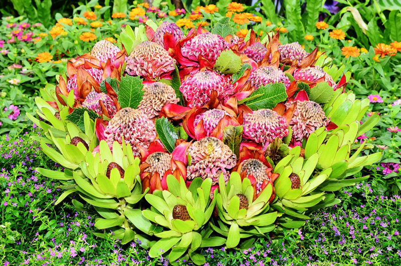 色彩瑰丽的南非帝王花高清花卉图片