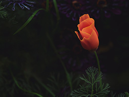 花色鲜艳的植物花菱草高清图片
