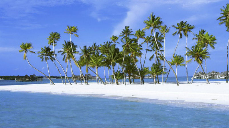 坚挺屹立在海边的椰子树图片集