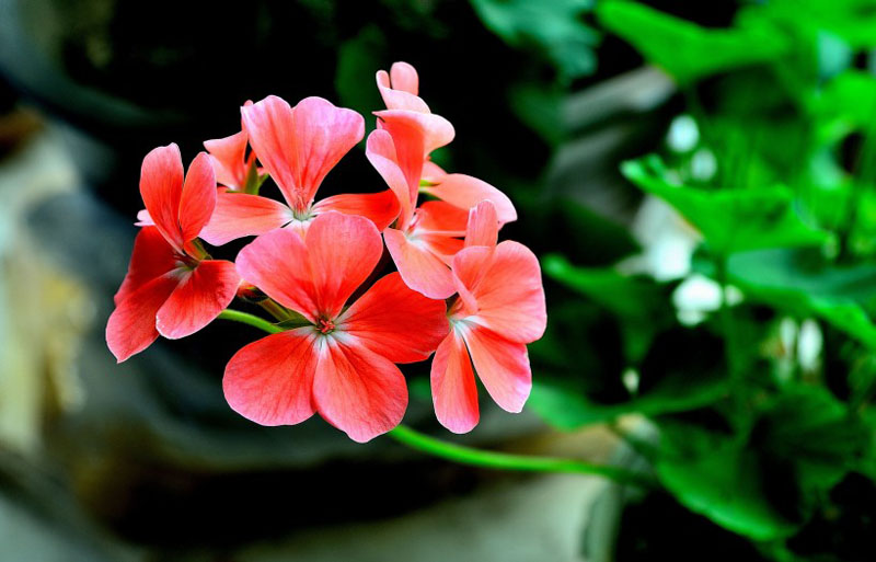 受欢迎的香叶天竺葵高清花卉图片