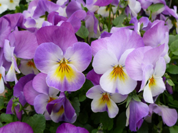 漂亮美丽的三色堇高清花卉图片