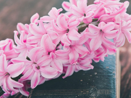 轻柔浪漫的粉色风信子高清花卉图片