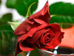 娇艳欲滴的美丽玫瑰花高清图片