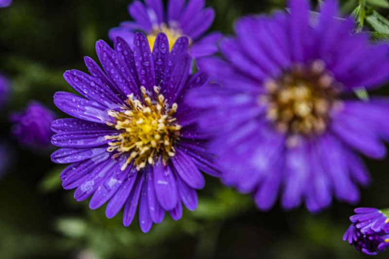 紫色的荷兰菊高清花卉图片