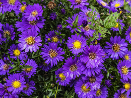 紫色的荷兰菊高清花卉图片