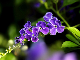 蓝紫色的假连翘高清花卉图片