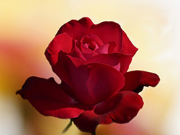 明艳动人的红色玫瑰花唯美图片