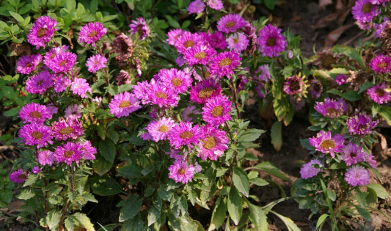 颜色各异的翠菊高清花卉图片