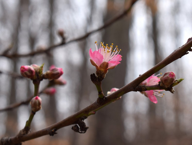 早春期间内唯美绽放的桃花图片