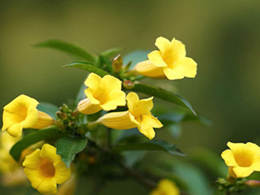 姿态优美的黄蝉高清花卉图片