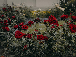妖娆浪漫的花卉红玫瑰唯美图片