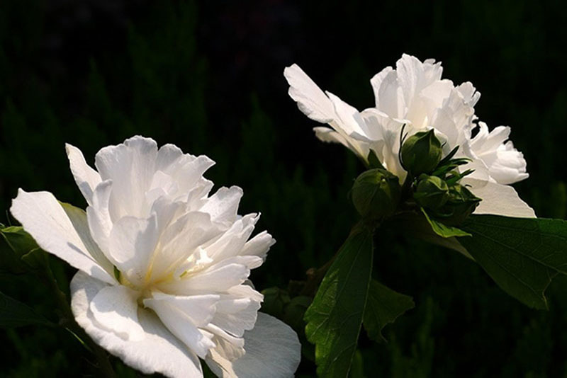 白色的木槿花高清花卉图片
