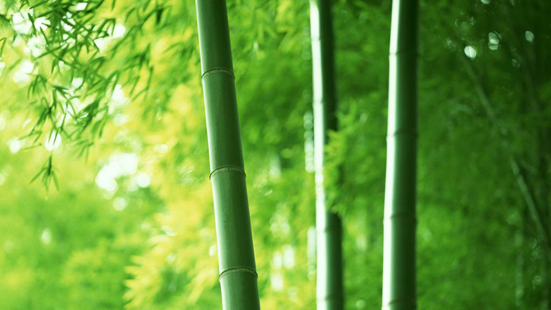 高尚不俗且生机盎然的竹子图片