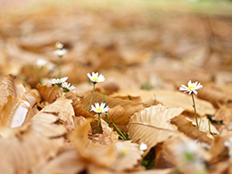 唯美秋季落叶缤纷高清风景图片