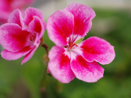 粉嫩粉嫩的天竺葵高清花卉图片