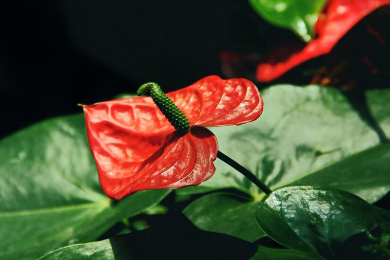 外形独特的红掌高清花卉图片