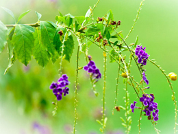 淡蓝紫色的假连翘高清花卉图片