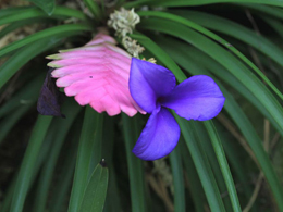 粉色的铁兰高清花卉图片