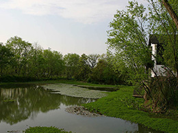 西溪国家湿地公园高清风景图片