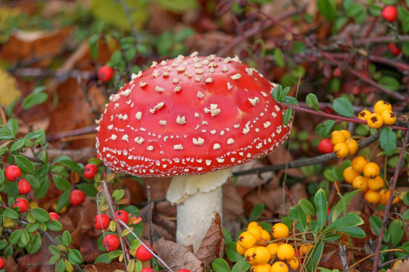 毒性非常强的毒鹅膏菌蘑菇图片