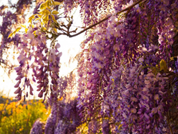 梦幻般的紫藤萝高清花卉图片