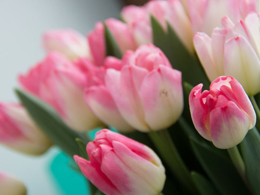 气质优雅的郁金香高清花卉图片