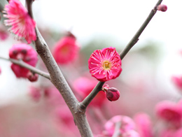 鲜艳的红色梅花高清花卉图片