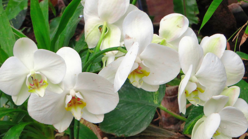 纯白色的蝴蝶兰高清花卉图片