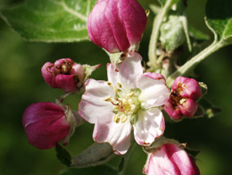 粉嫩饱满的苹果花高清花卉图片