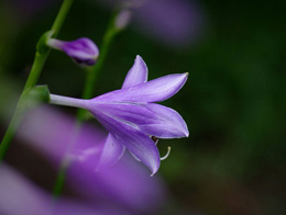 芳香美丽的紫玉簪高清花卉图片