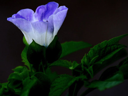 唯美的紫色小花高清花卉图片