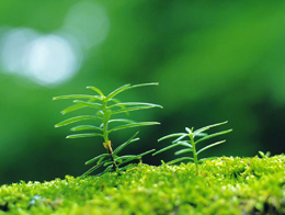 青葱翠绿的小嫩芽植物高清图片