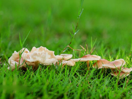 雨后森林里的蘑菇植物高清图片