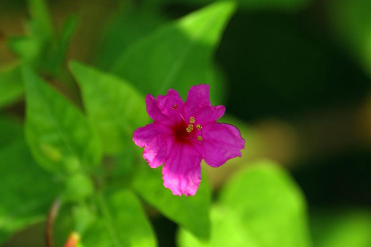小巧盛开的紫茉莉高清花卉图片