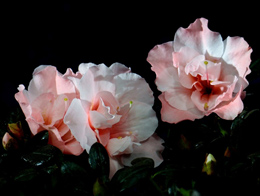 粉白相间的西洋杜鹃高清花卉图片