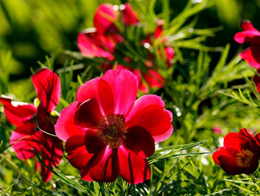 红色鲜艳的银莲花高清花卉图片