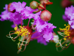 紫莹莹的鲜花高清花卉图片合集