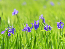 紫莹莹的兰花高清花卉图片
