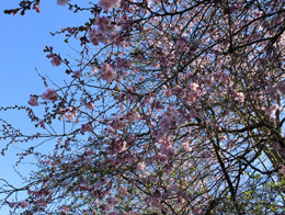 满树粉嫩的樱花高清花卉图片