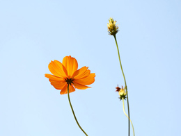 清新美丽的硫华菊高清花卉图片