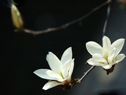 清纯高雅的白玉兰高清花卉图片